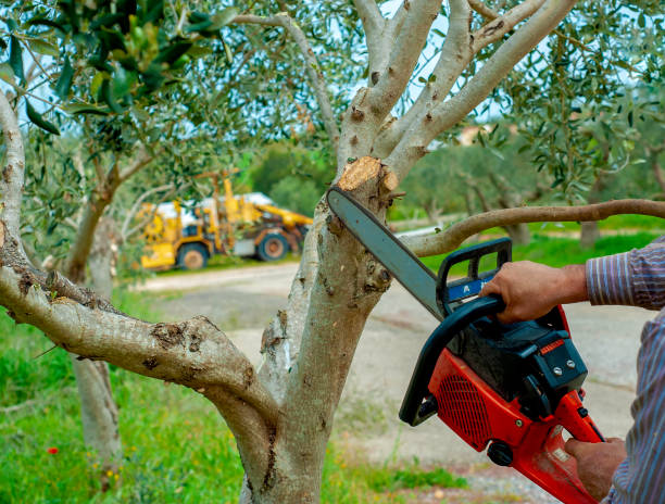 Large Tree Removal in Lakewood Clu, MI